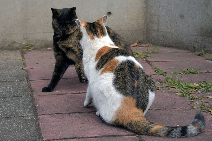 街のねこたち