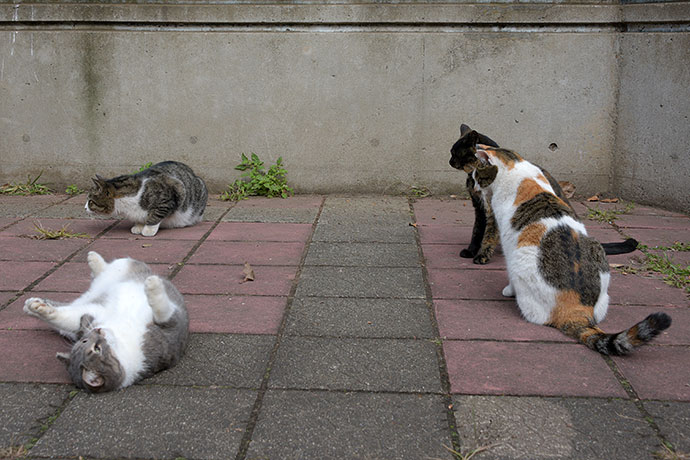 街のねこたち