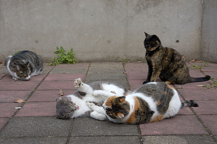 街のねこたち