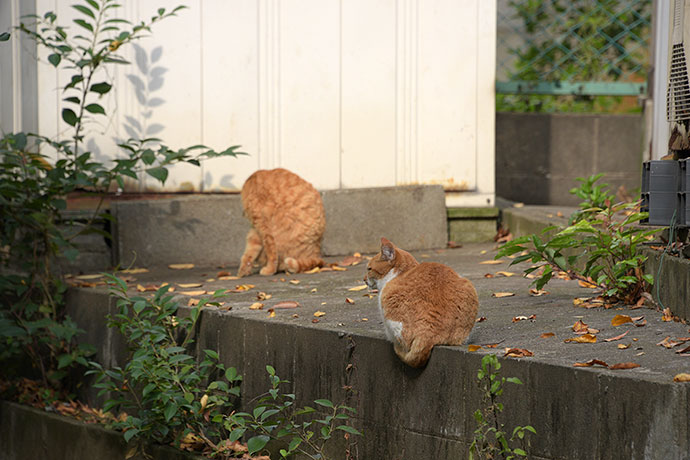 街のねこたち
