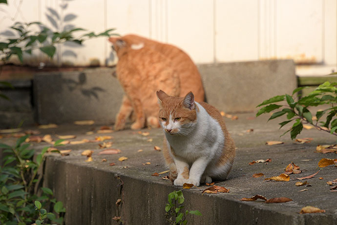 街のねこたち