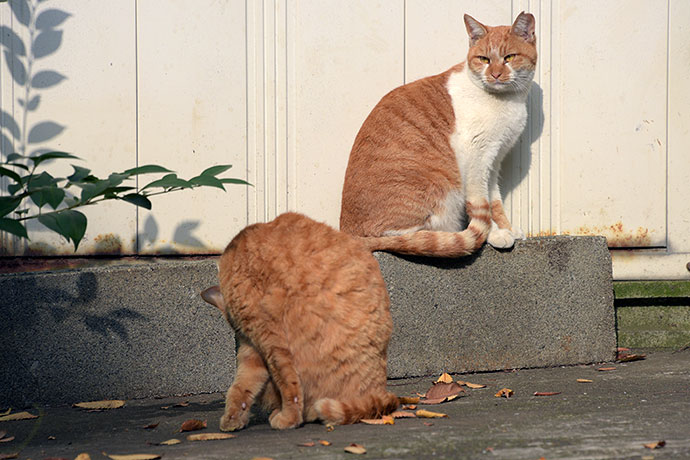 街のねこたち