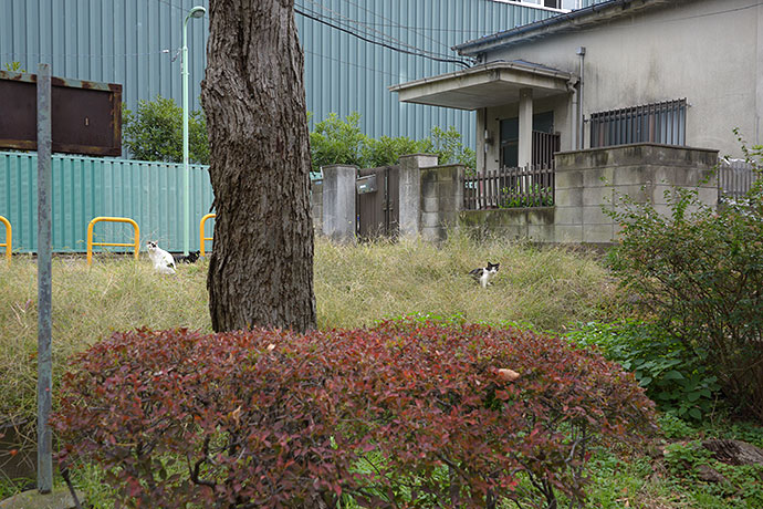 街のねこたち
