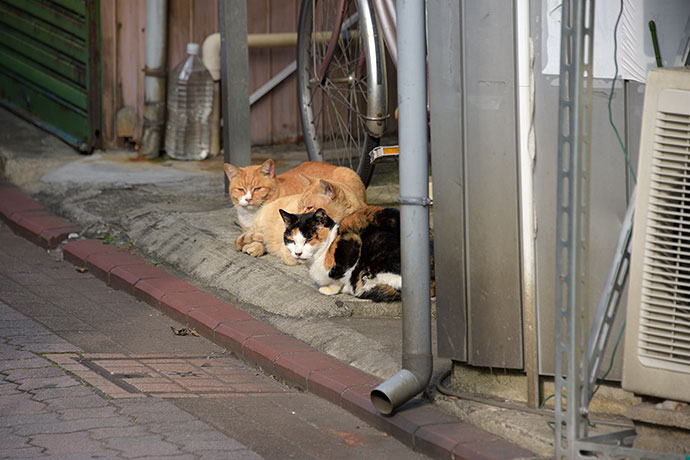 街のねこたち
