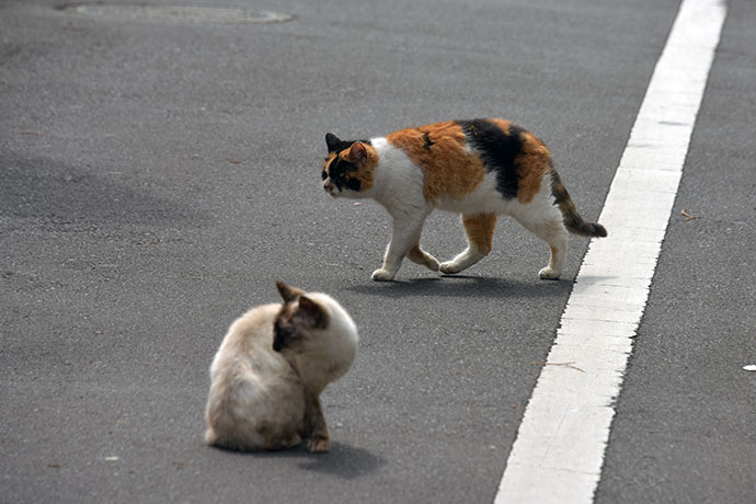 街のねこたち