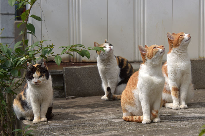 街のねこたち
