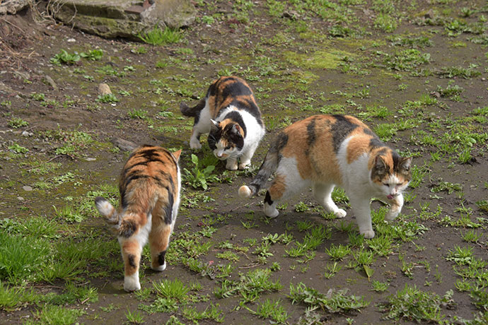 街のねこたち