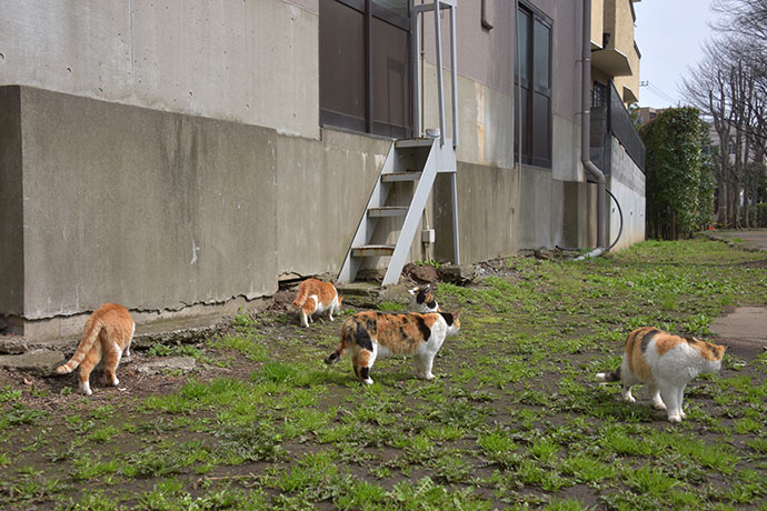 街のねこたち