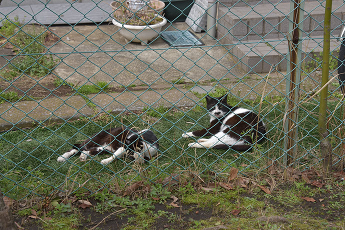 街のねこたち