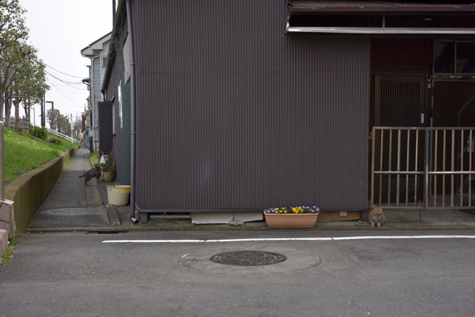 街のねこたち