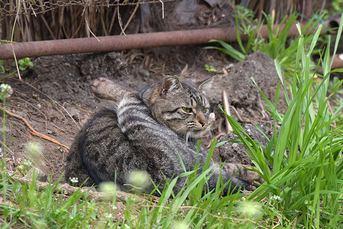 街のねこたち