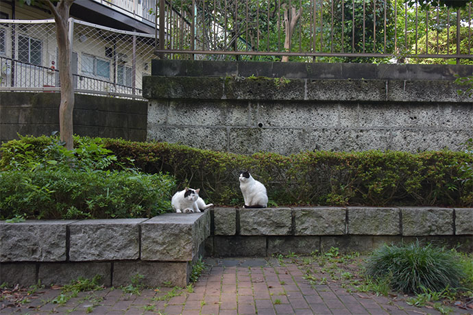 街のねこたち