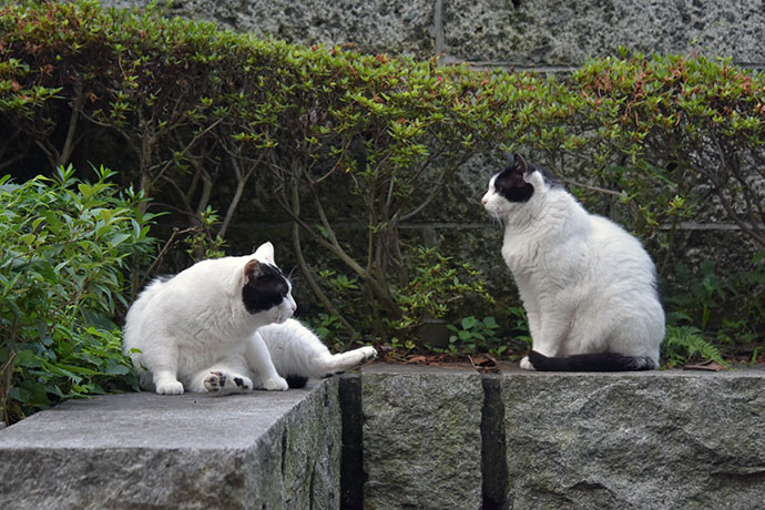 街のねこたち