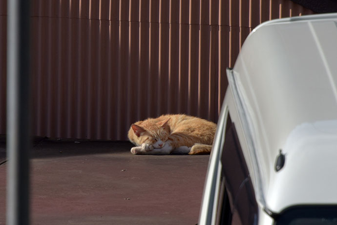 街のねこたち