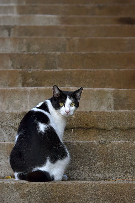 街のねこたち