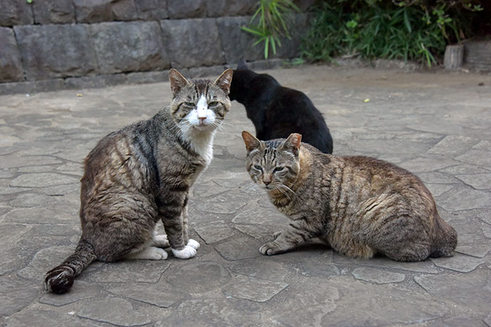 街のねこたち