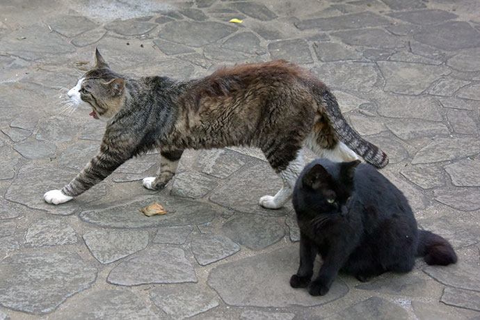 街のねこたち