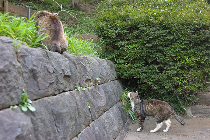街のねこたち
