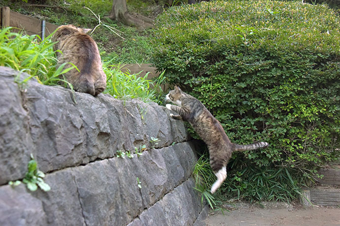 街のねこたち