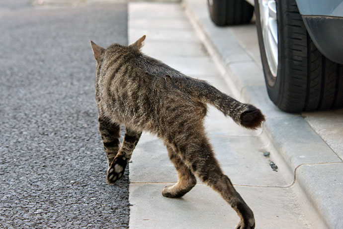 街のねこたち