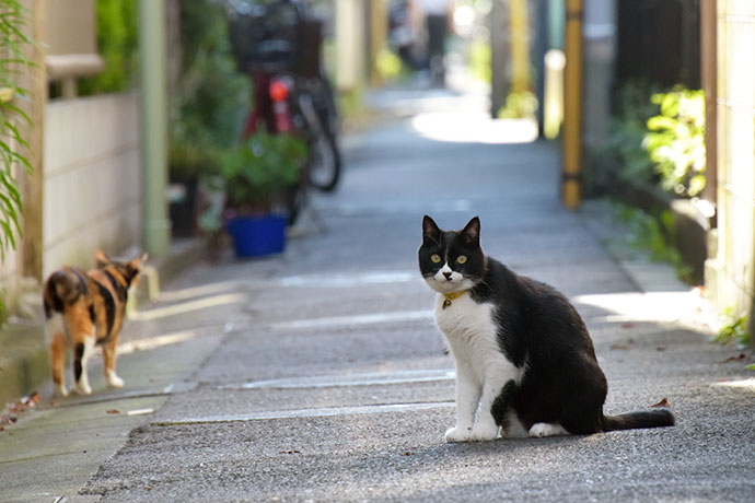街のねこたち