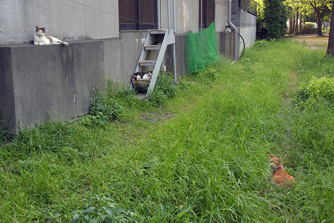 街のねこたち
