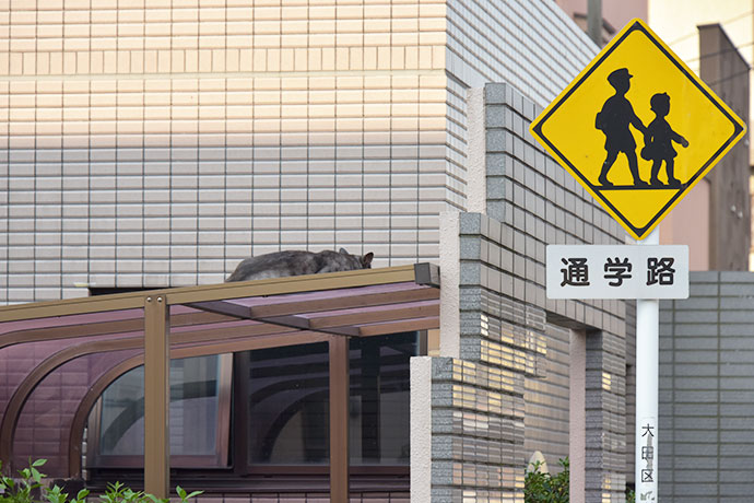 街のねこたち