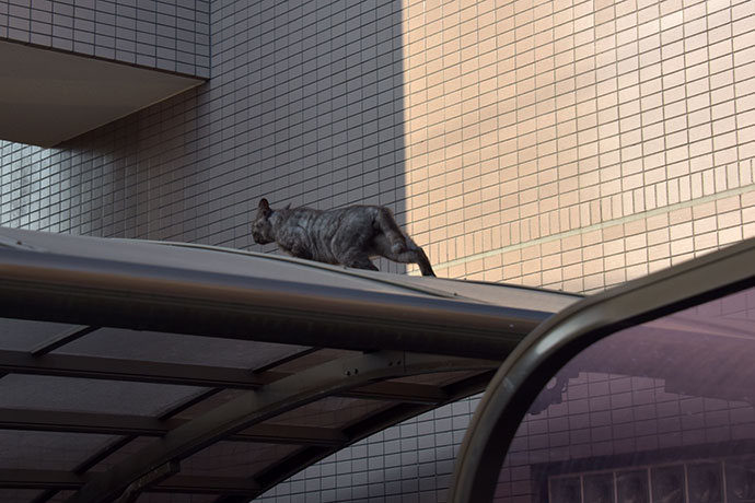 街のねこたち