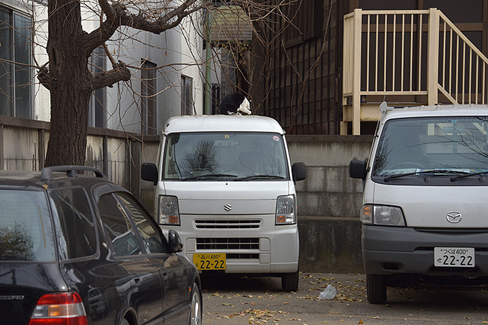 街のねこたち