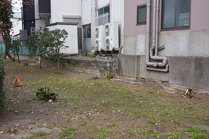 街のねこたち