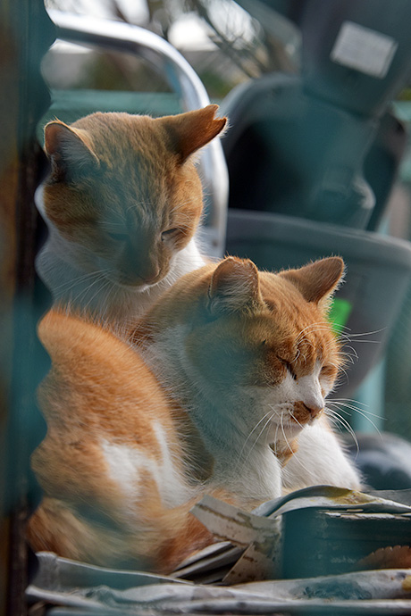 街のねこたち