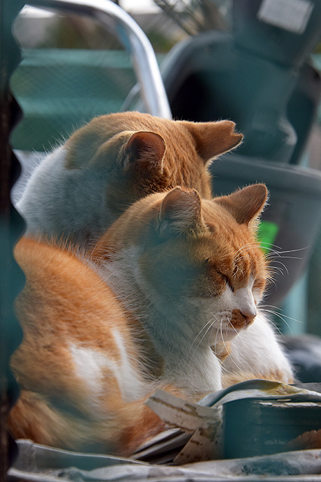 街のねこたち