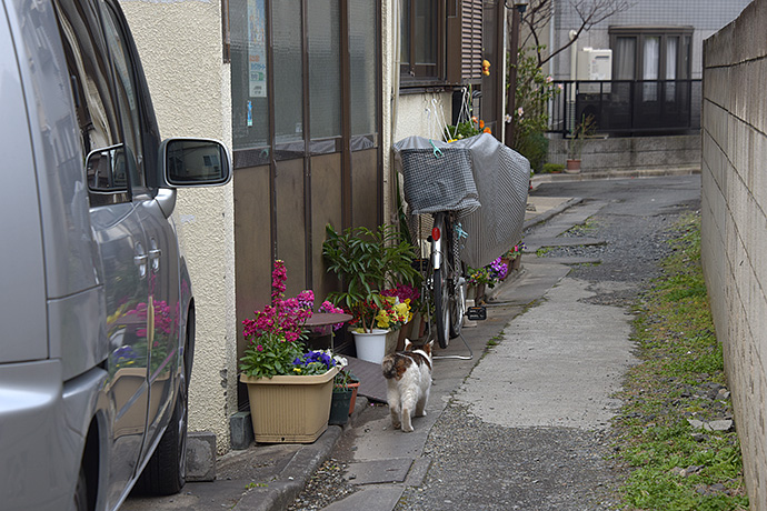 街のねこたち