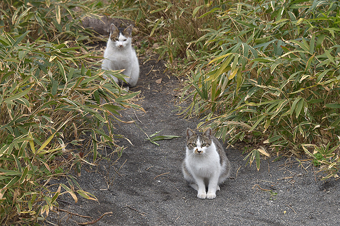 街のねこたち
