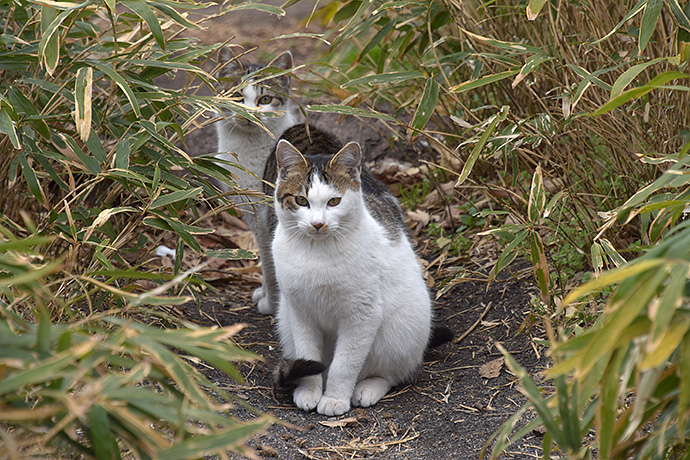 街のねこたち