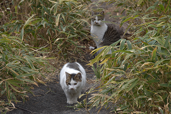 街のねこたち