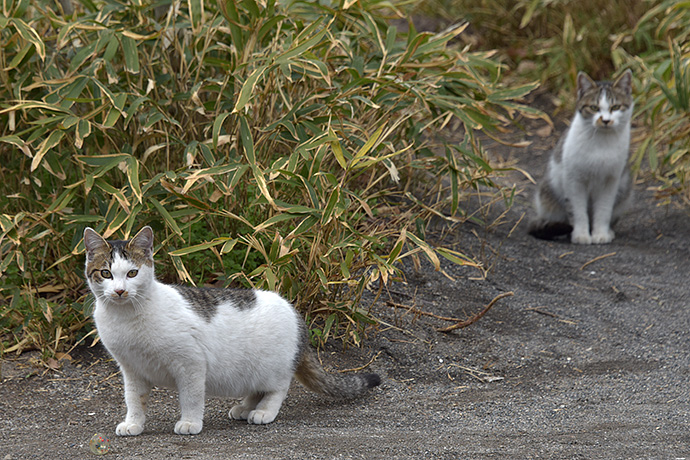 街のねこたち