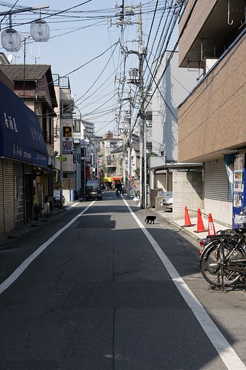 太田区のねこ