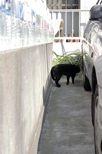 太田区のねこ
