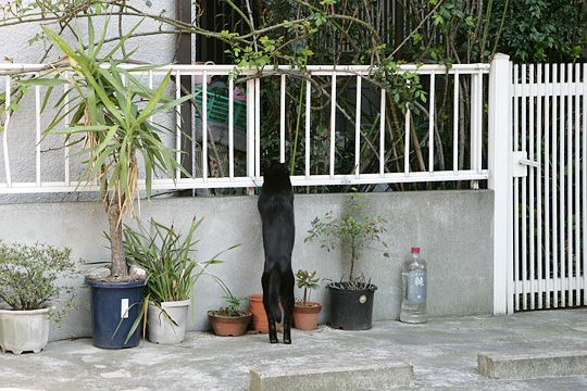 太田区のねこ