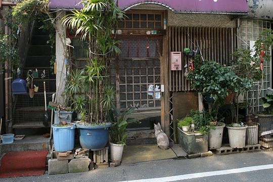 太田区のねこ