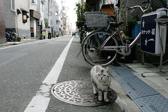 太田区のねこ
