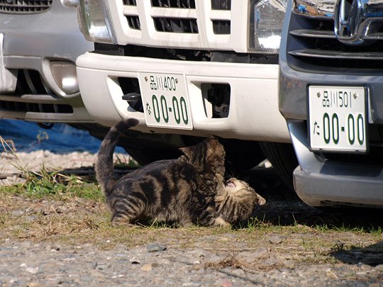太田区のねこ