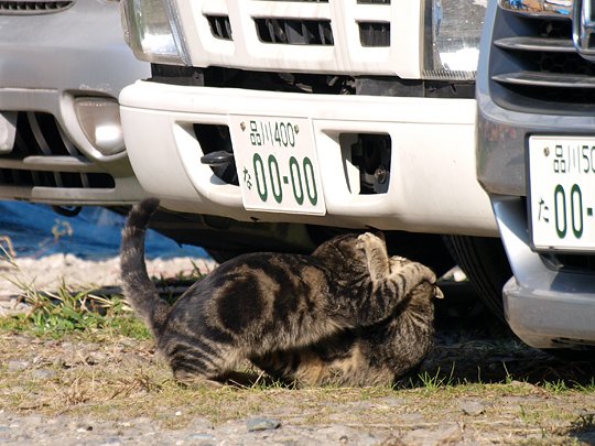 太田区のねこ