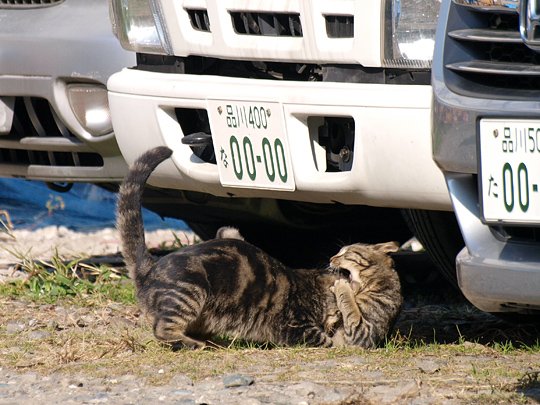 太田区のねこ