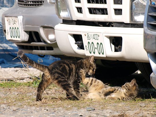 太田区のねこ
