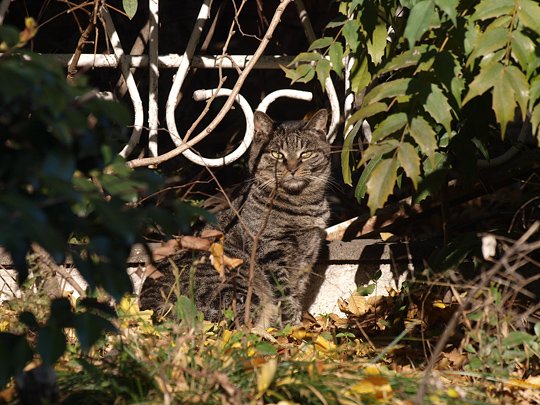 太田区のねこ