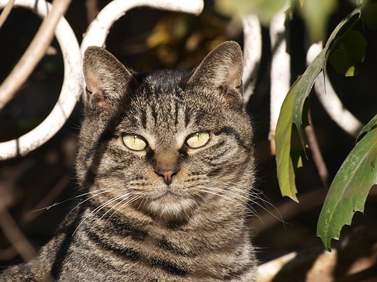 太田区のねこ