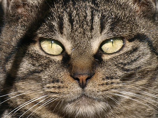 太田区のねこ