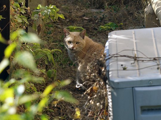 太田区のねこ